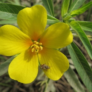 Ludwigia grandiflora (Michx.) Greuter & Burdet (Ludwigie à grandes fleurs)