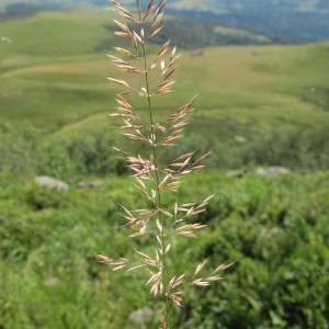 Photographie n°209335 du taxon Calamagrostis arundinacea (L.) Roth [1788]