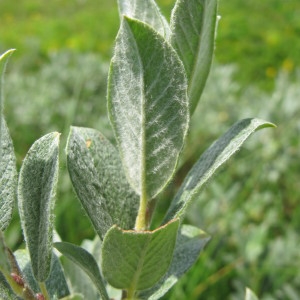  - Salix lapponum L. [1753]