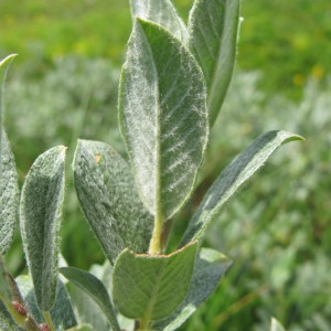 Photographie n°209339 du taxon Salix lapponum L. [1753]