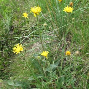  - Crepis conyzifolia (Gouan) A.Kern. [1872]