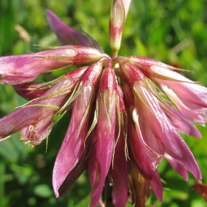 Trifolium alpinum L. (Trèfle alpin)