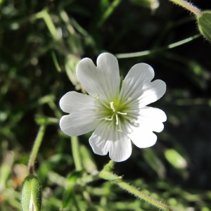 Cerastium alpinum L. (Céraiste des Alpes)