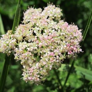 Ligusticum mutellina (L.) Crantz (Ligustique à feuilles d'adonis)