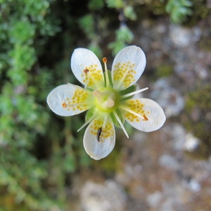 Saxifraga aspera var. bryoides (L.) DC. (Saxifrage d'Auvergne)