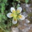  Hugues Tinguy - Saxifraga bryoides L. [1753]