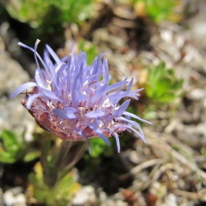 Jasione crispa subsp. arvernensis Tutin (Jasione d'Auvergne)