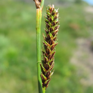 Carex sinai Boott (Laiche à épis distants)