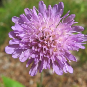 Knautia subcanescens var. arvernensis Briq. (Knautie d'Auvergne)