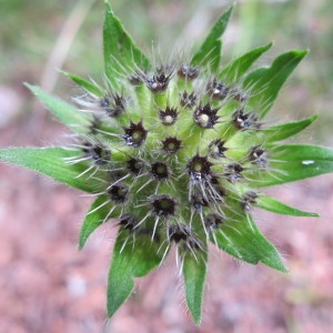 Photographie n°209375 du taxon Knautia arvernensis (Briq.) Szabó [1934]