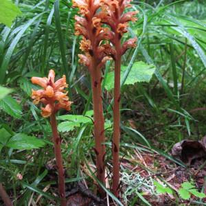  - Orobanche flava Mart. ex F.W.Schultz [1829]