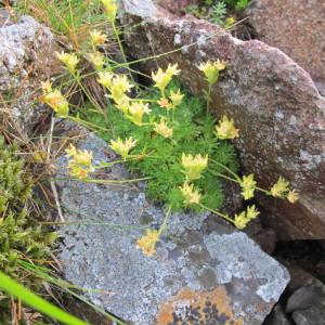 Photographie n°209390 du taxon Saxifraga exarata subsp. lamottei (Luizet) D.A.Webb [1987]