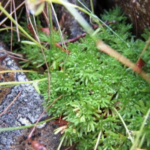 Photographie n°209391 du taxon Saxifraga exarata subsp. lamottei (Luizet) D.A.Webb [1987]