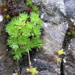  - Saxifraga exarata subsp. lamottei (Luizet) D.A.Webb [1987]