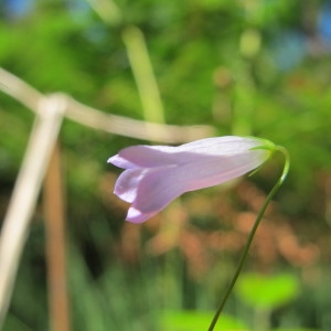 Wahlenbergia hederacea (L.) Rchb. (Campanille à feuilles de lierre)