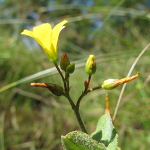Elodes palustris Spach (Millepertuis des marais)