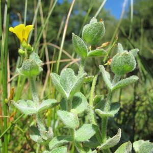 Photographie n°209402 du taxon Hypericum elodes L. [1759]