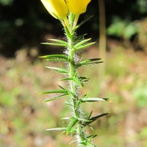 Photographie n°209404 du taxon Ulex minor Roth [1797]