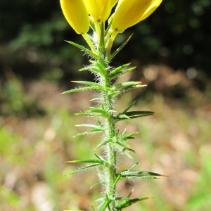 Photographie n°209405 du taxon Ulex minor Roth [1797]