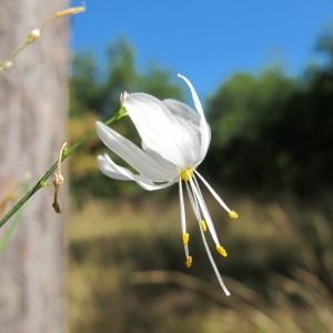  - Anthericum ramosum L. [1753]