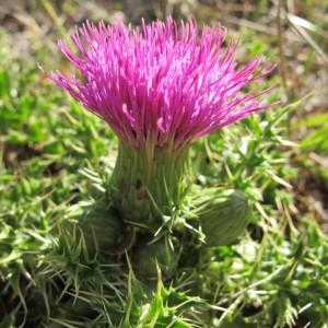 Photographie n°209414 du taxon Cirsium acaule All. [1780]