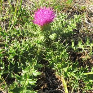 Photographie n°209415 du taxon Cirsium acaule All. [1780]