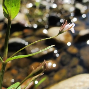 Lindernia palustris Hartmann (Lindernie couchée)