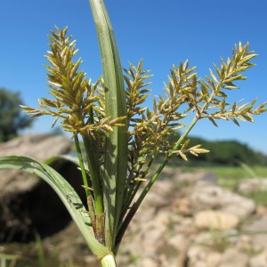 Photographie n°209427 du taxon Cyperus esculentus L. [1753]