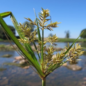 Photographie n°209428 du taxon Cyperus esculentus L. [1753]