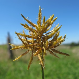 Cyperus aureus Ten. (Souchet comestible)