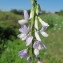  Hugues Tinguy - Galega officinalis L. [1753]