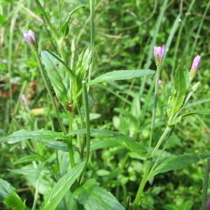  - Epilobium obscurum Lowe [1868]