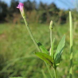  - Epilobium obscurum Lowe [1868]