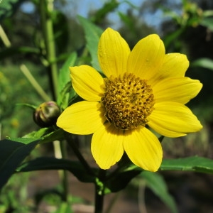 Bidens gracilenta Greene (Bident penché)