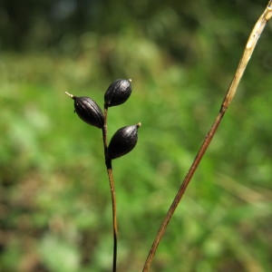  - Carex alba Scop. [1772]