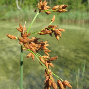 Scirpus glaucus Sm. (Jonc-des-chaisiers glauque)