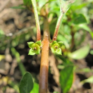  - Ludwigia palustris (L.) Elliott