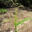  Hugues Tinguy - Leersia oryzoides (L.) Sw. [1788]