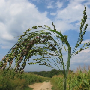 Panicum densepilosum Steud. (Mil d'Inde)