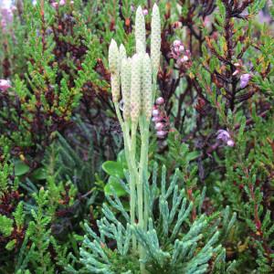 Diphasiastrum complanatum subsp. chamaecyparissus (A.Braun ex Mutel) Kukkonen (Lycopode petit Cyprès)