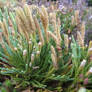 Lycopodium oellgaardii (Stoor, Boudrie, Jérôme, K.Horn & Bennert) B.Bock (Lycopode d'Øllgaard)