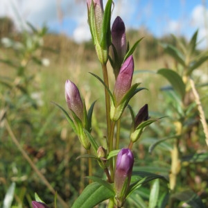 Photographie n°209510 du taxon Gentianella amarella (L.) Börner [1912]