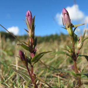 Photographie n°209513 du taxon Gentianella amarella (L.) Börner [1912]