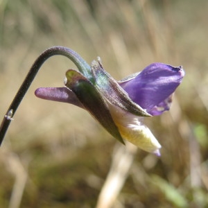 Viola tricolor subsp. curtisii (E.Forst.) Syme (Pensée de Curtis)