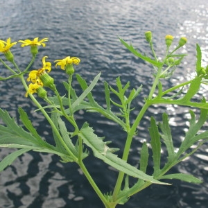 Photographie n°209522 du taxon Senecio squalidus L. [1753]