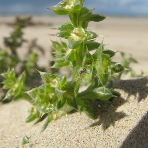 Photographie n°209526 du taxon Salsola kali L. [1753]