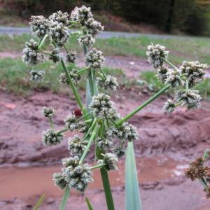 Photographie n°209540 du taxon Scirpus atrovirens Willd. [1809]