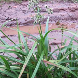 Scirpus atrovirens Willd. (Scirpe vert sombre)