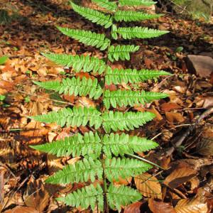 Photographie n°209542 du taxon Dryopteris remota (A.Braun ex Döll) Druce [1908]