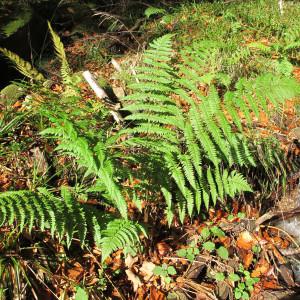  - Dryopteris remota (A.Braun ex Döll) Druce [1908]